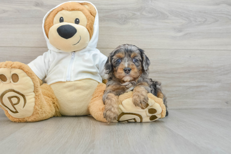 Best Cavapoo Baby