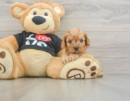 7 week old Cavapoo Puppy For Sale - Simply Southern Pups