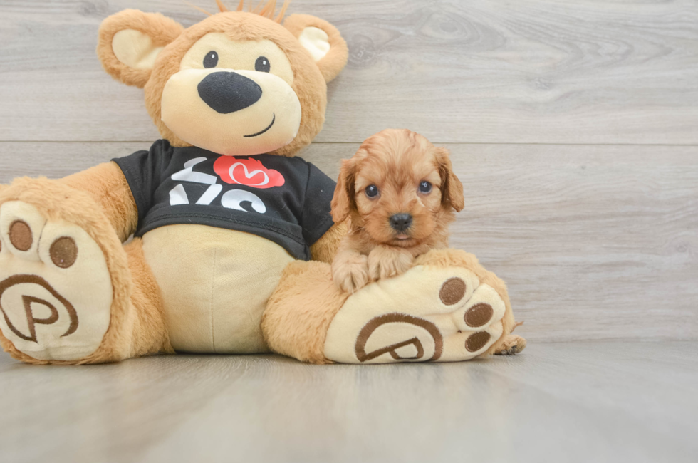 6 week old Cavapoo Puppy For Sale - Simply Southern Pups