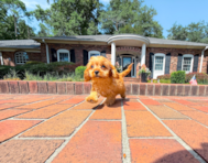 9 week old Cavapoo Puppy For Sale - Simply Southern Pups