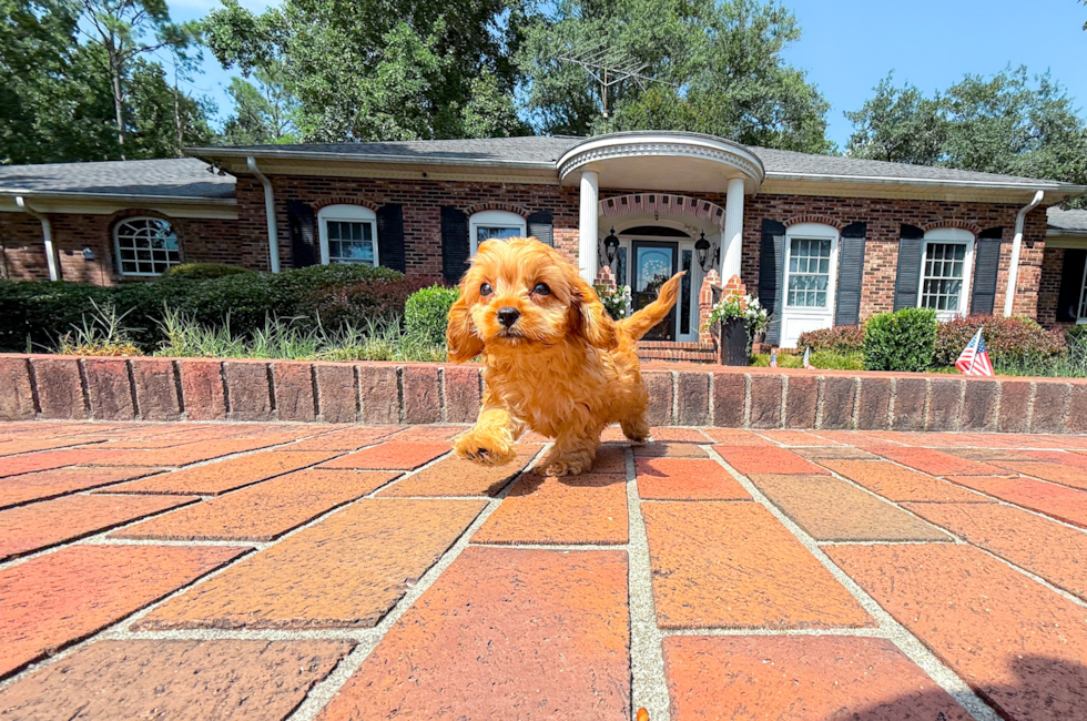 9 week old Cavapoo Puppy For Sale - Simply Southern Pups
