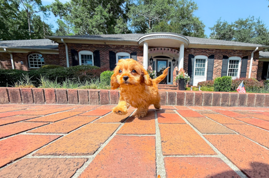 Cute Cavapoo Poodle Mix Pup