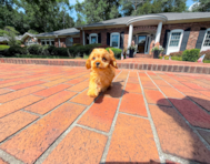 11 week old Cavapoo Puppy For Sale - Simply Southern Pups