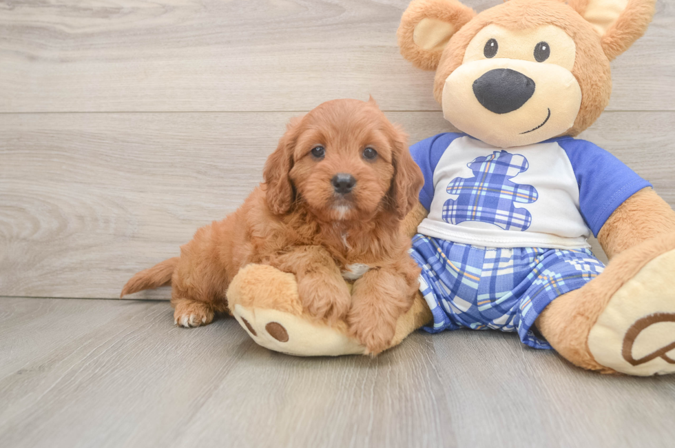 5 week old Cavapoo Puppy For Sale - Simply Southern Pups