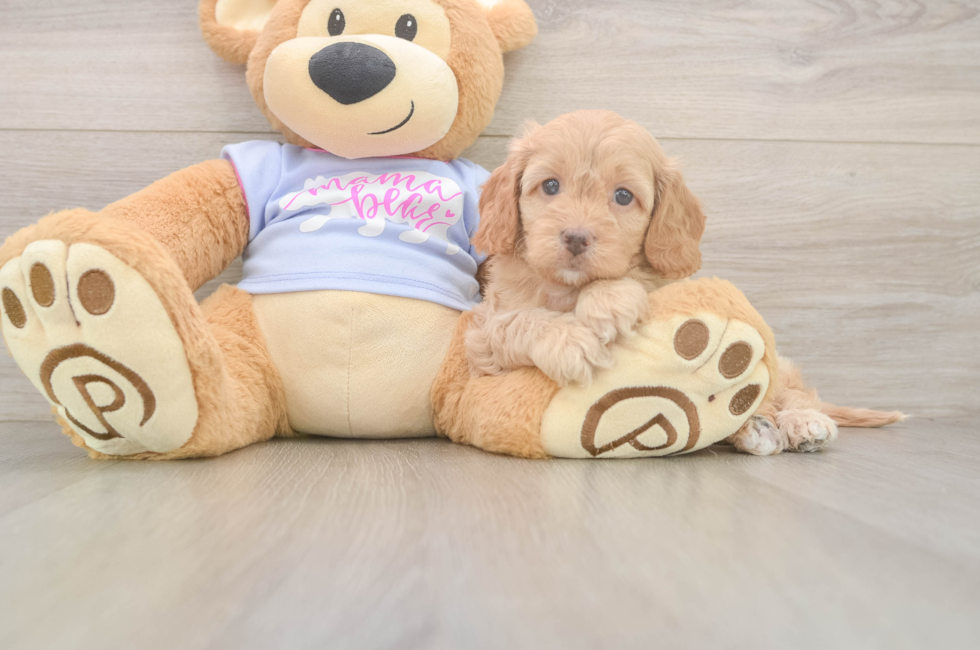 7 week old Cavapoo Puppy For Sale - Simply Southern Pups