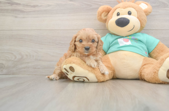 5 week old Cavapoo Puppy For Sale - Simply Southern Pups Funny Cavapoo Poodle Mix Pup