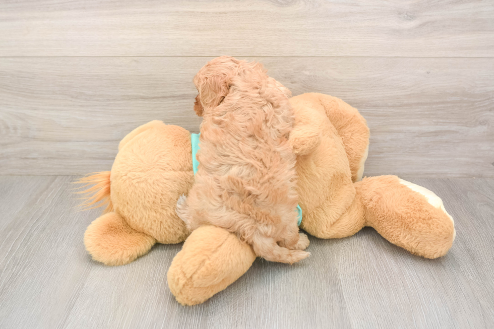 Meet Kenzie - our Cavapoo Puppy Photo  3/3 - Simply Southern Pups Happy Cavapoo Baby