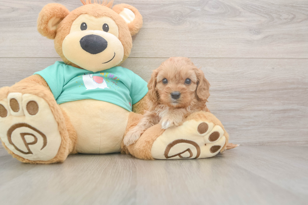 Meet Kenzie - our Cavapoo Puppy Photo  2/3 - Simply Southern Pups Cute Cavapoo Baby