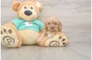 Meet Kenzie - our Cavapoo Puppy Photo  2/3 - Simply Southern Pups Cute Cavapoo Baby