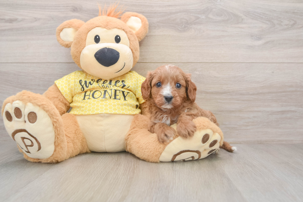 Petite Cavapoo Poodle Mix Pup