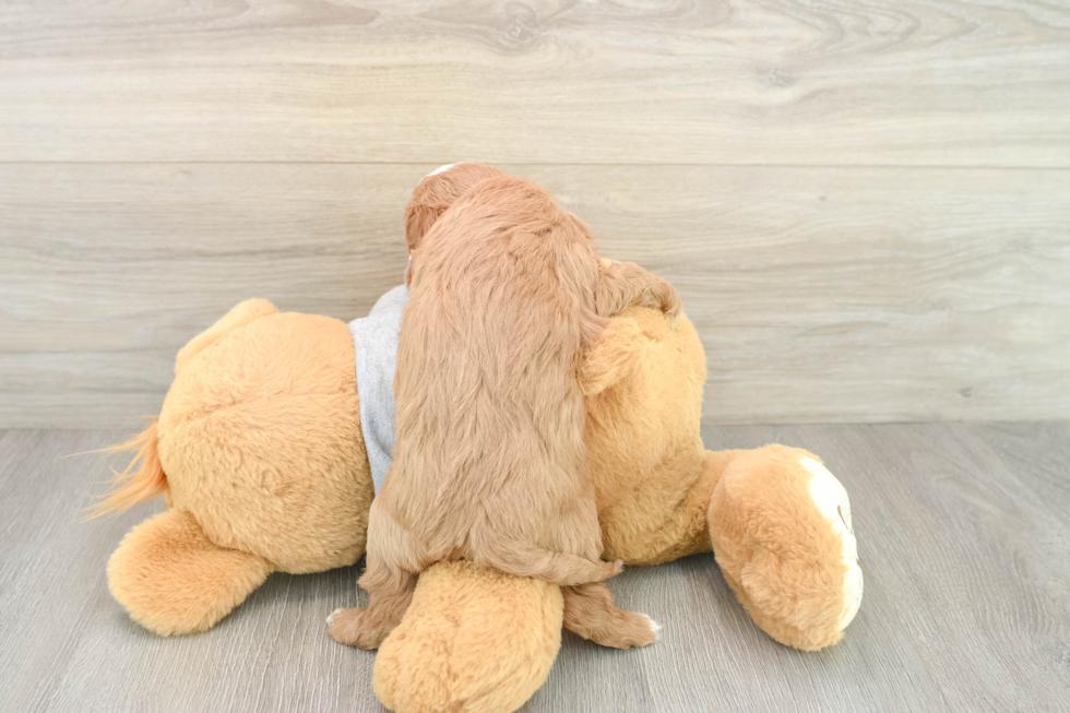 Cavapoo Pup Being Cute