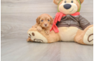 Sweet Cavapoo Baby