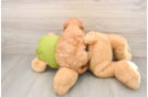 Best Cavapoo Baby