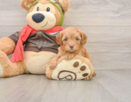7 week old Cavapoo Puppy For Sale - Simply Southern Pups
