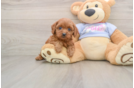 Hypoallergenic Cavadoodle Poodle Mix Puppy