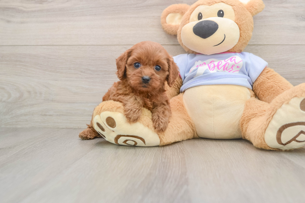 Hypoallergenic Cavadoodle Poodle Mix Puppy