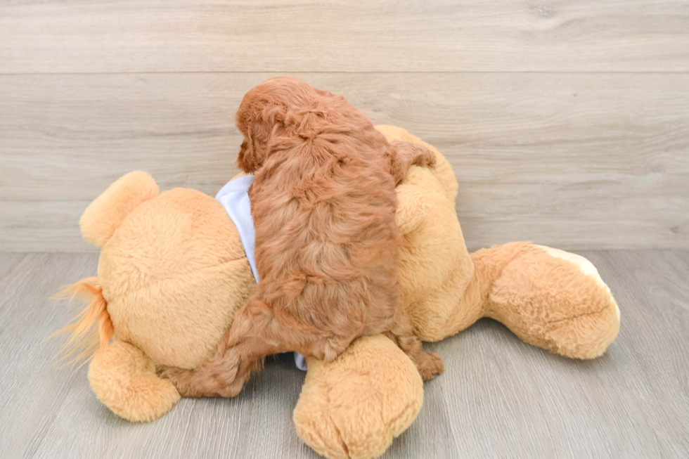 Smart Cavapoo Poodle Mix Pup