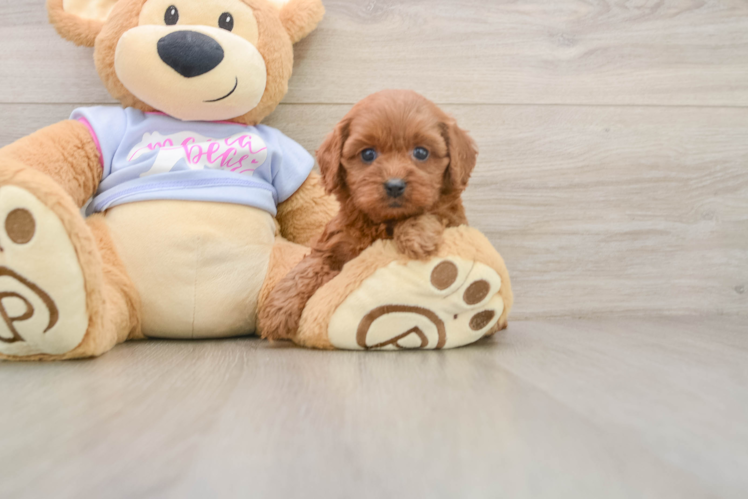 Cavapoo Puppy for Adoption