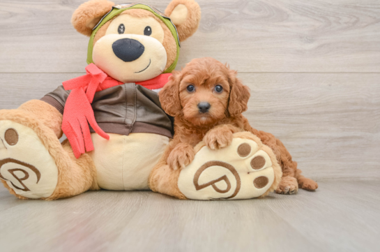 Best Cavapoo Baby