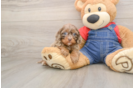 Best Cavapoo Baby