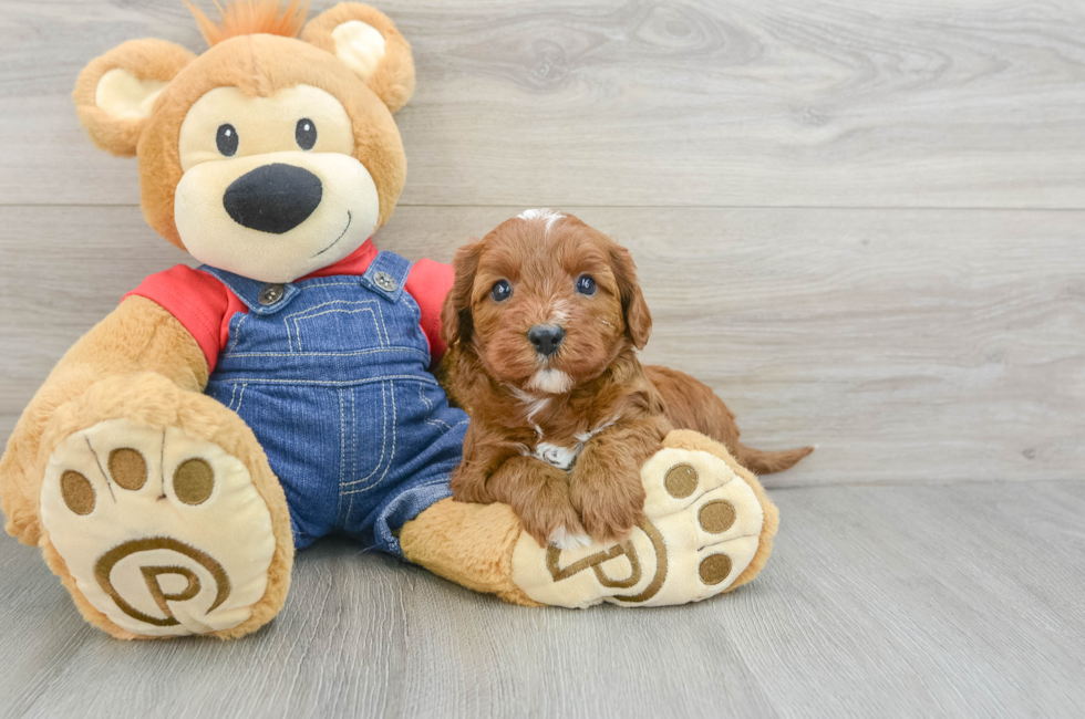 7 week old Cavapoo Puppy For Sale - Simply Southern Pups