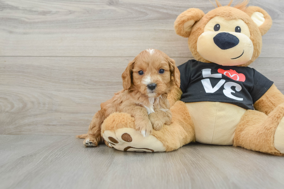 6 week old Cavapoo Puppy For Sale - Simply Southern Pups