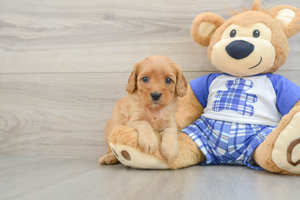 Happy Cavapoo Baby