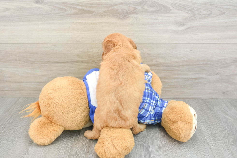 Cavapoo Puppy for Adoption