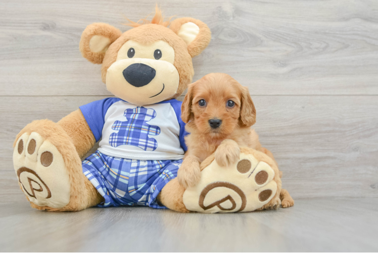 Cavapoo Puppy for Adoption