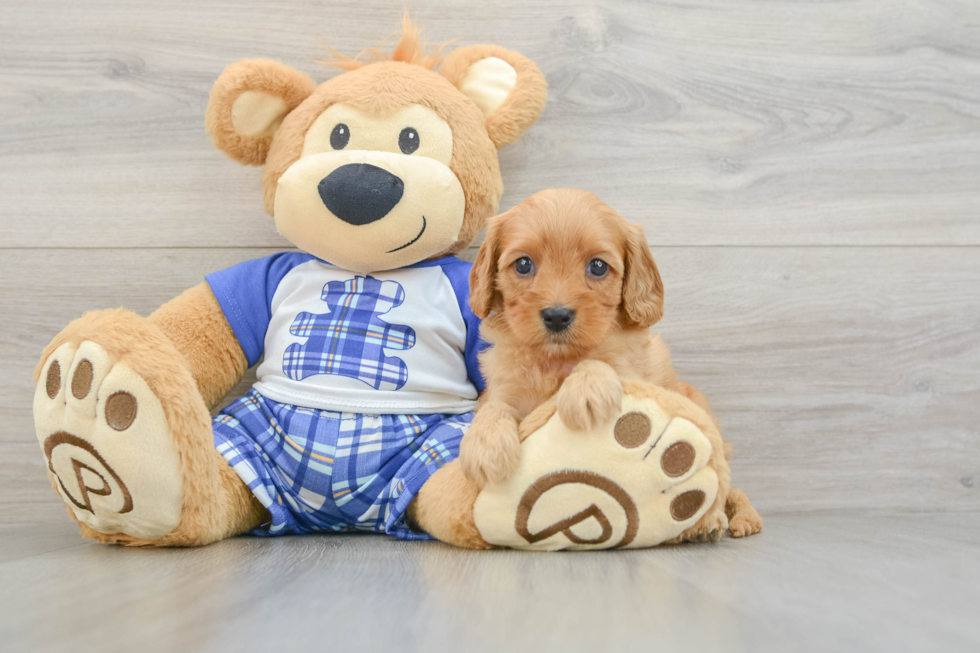 Cavapoo Puppy for Adoption