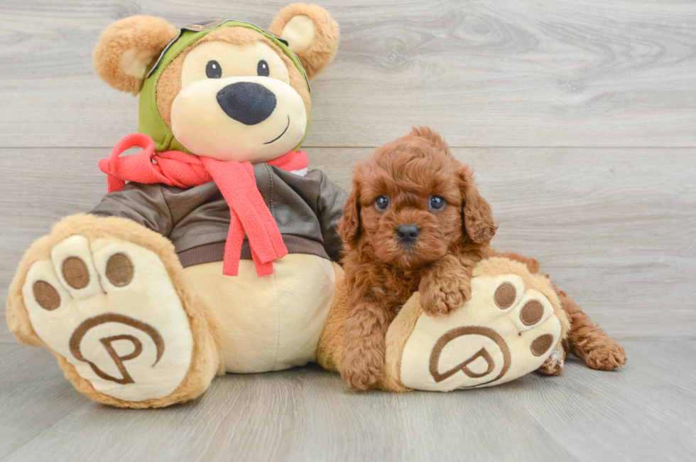5 week old Cavapoo Puppy For Sale - Simply Southern Pups