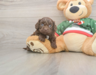 7 week old Cavapoo Puppy For Sale - Simply Southern Pups