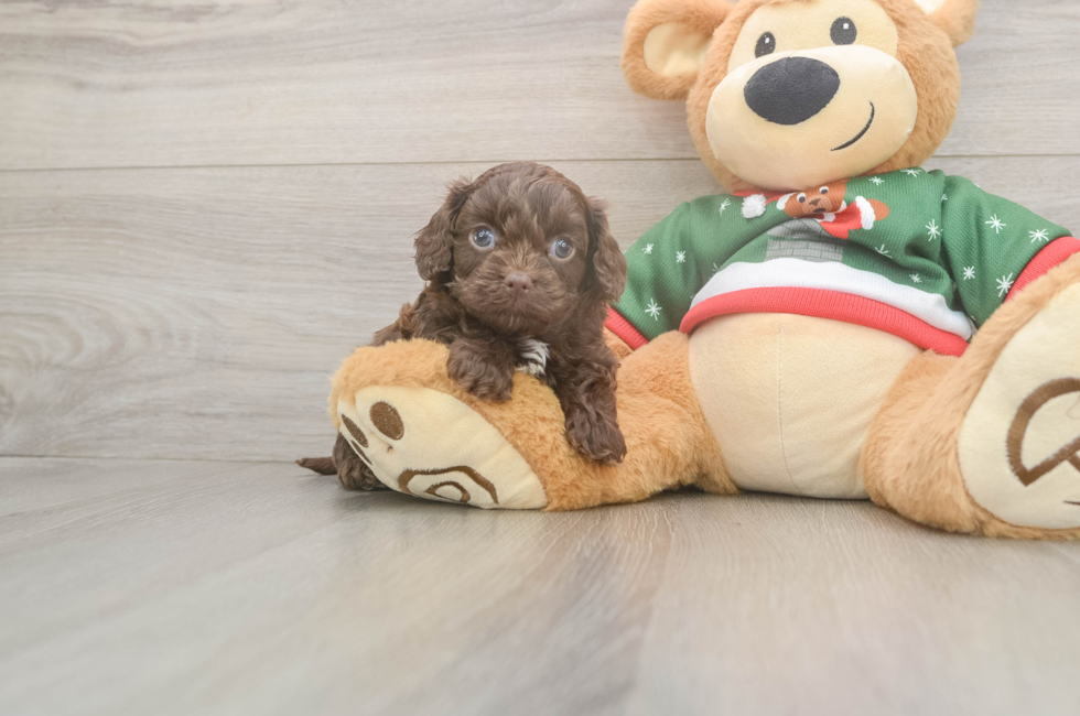 5 week old Cavapoo Puppy For Sale - Simply Southern Pups
