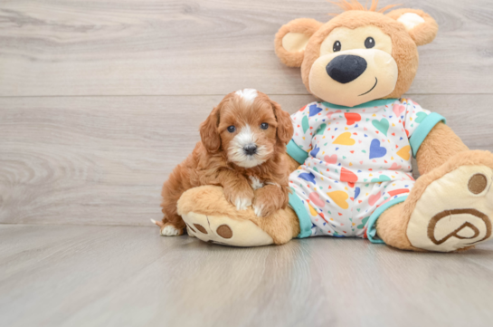 Sweet Cavapoo Baby