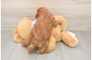 Little Cavipoo Poodle Mix Puppy