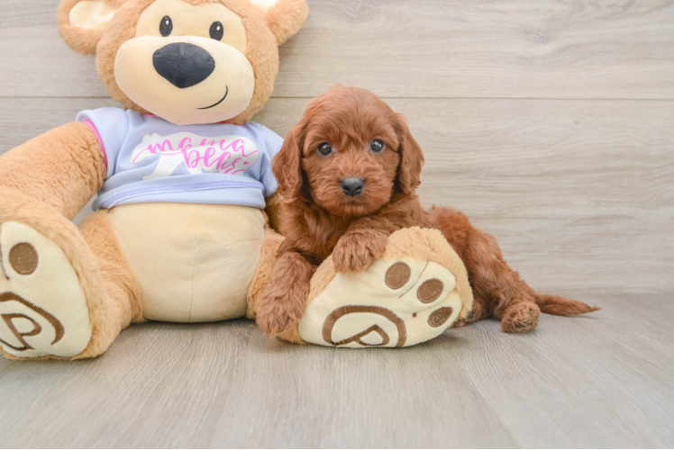 Best Cavapoo Baby