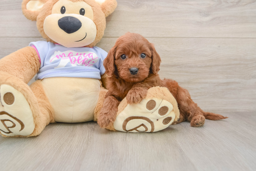 Best Cavapoo Baby