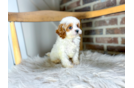 Cute Cavalier King Charles Spaniel and Poodle Mix Poodle Mix Puppy