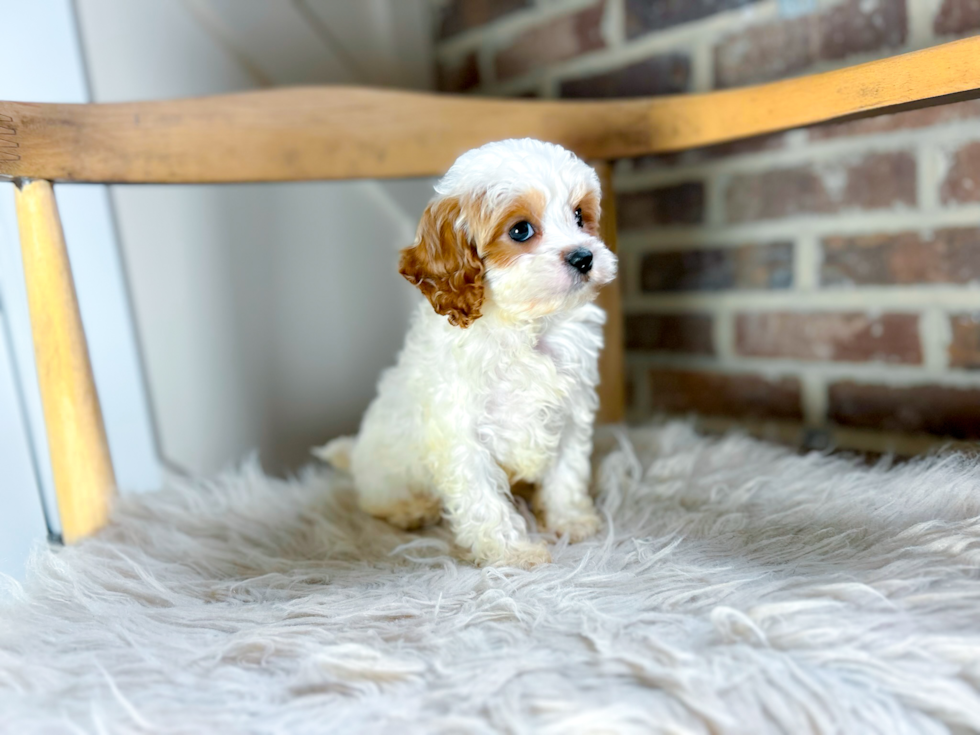 Cute Cavalier King Charles Spaniel and Poodle Mix Poodle Mix Puppy