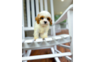 Cavapoo Puppy for Adoption