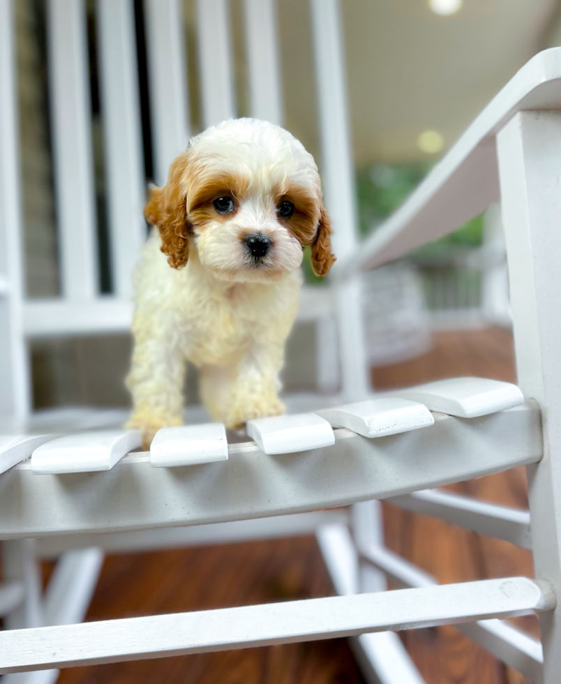 Cavapoo Puppy for Adoption