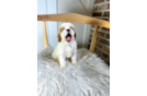 Cavapoo Puppy for Adoption