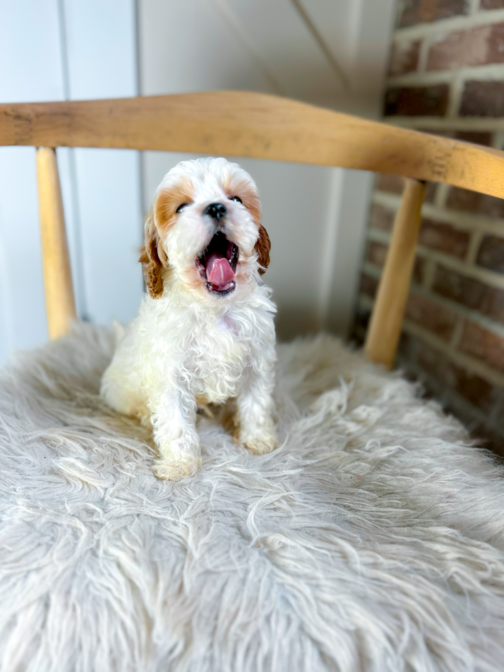 Cavapoo Puppy for Adoption