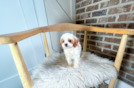 Cavapoo Puppy for Adoption