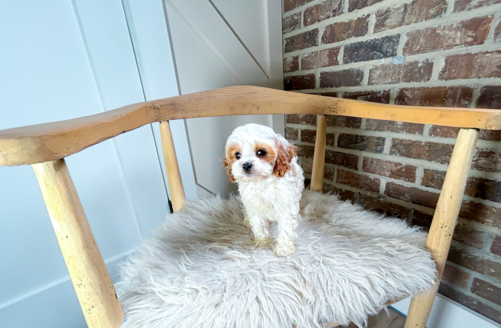 Cavapoo Puppy for Adoption