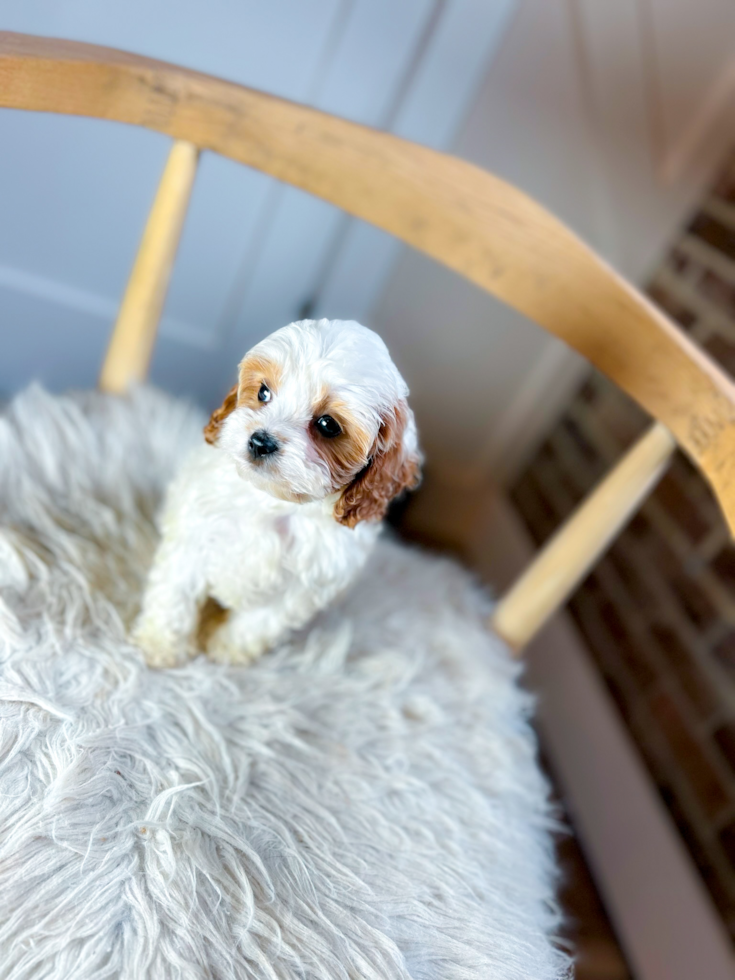 Cute Cavapoo Poodle Mix Pup