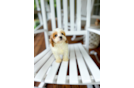 Cavapoo Puppy for Adoption