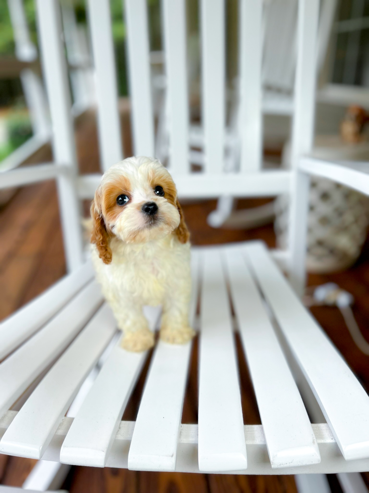 Cavapoo Puppy for Adoption