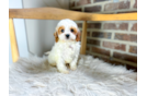 Cute Cavapoo Poodle Mix Pup