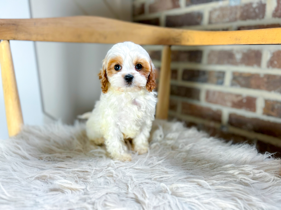 Cute Cavapoo Poodle Mix Pup